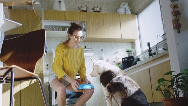 Video Reference: Dog, Flowerpot, Shorts, Carnivore, Cabinetry, Plant, Dog breed, Companion dog, Houseplant, Comfort