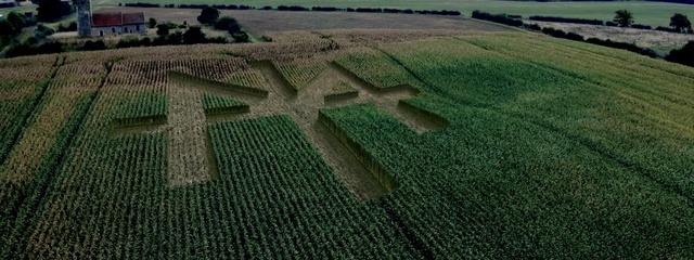 Video Reference: Plant, Green, Land lot, Natural landscape, Grass, Agriculture, Grassland, Plain, Landscape, Groundcover