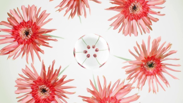 Video Reference: Flower, Plant, White, Petal, Botany, Textile, Organism, Pink, Creative arts, Line