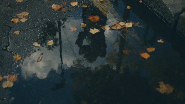 Video Reference: Water, World, Road surface, Asphalt, Watercourse, Wood, Tints and shades, Twig, Plant, Landscape