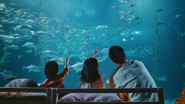 Video Reference: Water, World, Azure, Organism, Underwater, Fish, Marine biology, Aqua, Fin, Leisure
