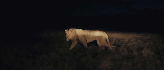 Video Reference: Felidae, Dog breed, Carnivore, Fox, Lion, Fawn, Big cats, Terrestrial animal, Tail, Sculpture