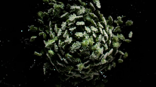 Video Reference: Plant, Terrestrial plant, Grass, Annual plant, Pattern, Symmetry, Circle, Flash photography, Marine biology, Flowering plant