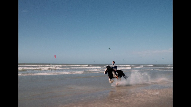 Video Reference: Water, Sky, Horse, Beach, Cloud, People on beach, Horizon, Wind wave, Fun, Lake