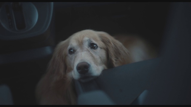 Video Reference: Dog, Dog breed, Carnivore, Whiskers, Companion dog, Fawn, Ear, Snout, Sporting Group, Canidae