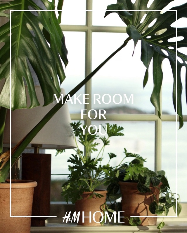 Video Reference: Plant, Property, Photograph, Flowerpot, White, Houseplant, Light, Fixture, Leaf, Botany