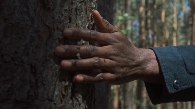 Video Reference: Wood, Gesture, Finger, Woody plant, People in nature, Nail, Trunk, Forest, Jewellery, Tree