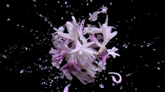 Video Reference: Flower, Plant, Petal, Purple, Terrestrial plant, Water, Flowering plant, Midnight, Darkness, Marine biology