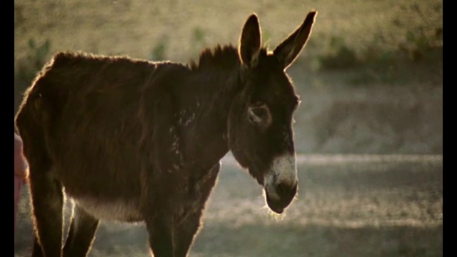 Video Reference: Horse, Sky, Sunlight, Liver, Working animal, Plant, Atmospheric phenomenon, Terrestrial animal, Mane, Pack animal