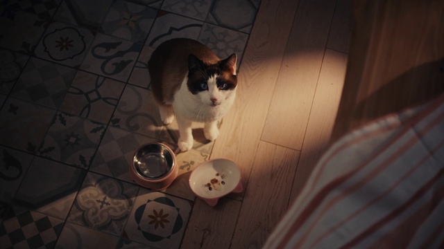 Video Reference: Cat, Tableware, Food, Felidae, Door, Wood, Carnivore, Small to medium-sized cats, Tree, Tints and shades