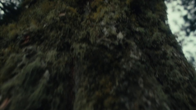 Video Reference: Bedrock, Terrestrial plant, Trunk, Wood, Grass, Road surface, Soil, Forest, Rock, Pattern