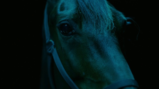 Video Reference: Hair, Horse, Eye, Eyelash, Human body, Jaw, Working animal, Mane, Liver, Bridle