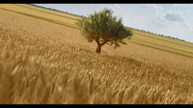 Video Reference: Ecoregion, Natural landscape, Natural environment, Sky, Plant, Land lot, Agriculture, Grass, Plain, Grassland