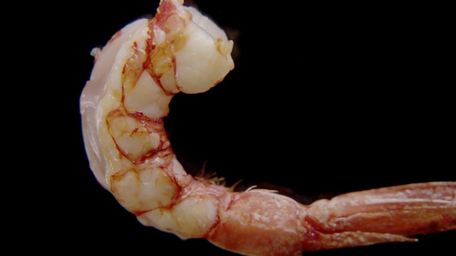 Video Reference: Food, Arthropod, Marine invertebrates, Ingredient, Jaw, Seafood, Recipe, Cuisine, Terrestrial plant, Dish