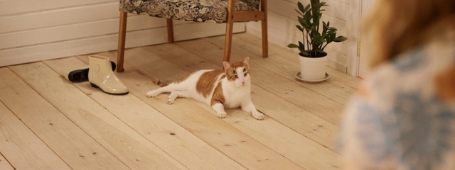 Video Reference: Cat, Plant, Wood, Flowerpot, Carnivore, Flooring, Floor, Houseplant, Felidae, Laminate flooring