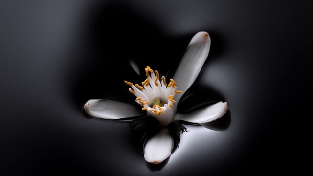 Video Reference: Flower, Plant, Liquid, Flash photography, Petal, Gesture, Terrestrial plant, Pedicel, Flowering plant, Close-up