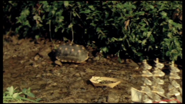 Video Reference: Crocodile, Reptile, Plant, Alligator, Terrestrial plant, Turtle, Crocodilia, Nile crocodile, Grass, Saltwater crocodile