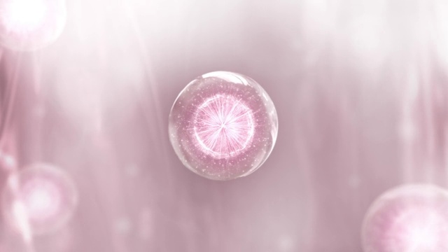 Video Reference: Water, Petal, Marine invertebrates, Jellyfish, Purple, Pink, Violet, Magenta, Circle, Cnidaria