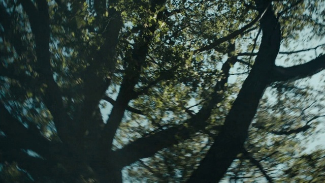 Video Reference: Twig, Natural landscape, Trunk, Wood, Shade, Tree, Deciduous, Tints and shades, Terrestrial plant, Grass