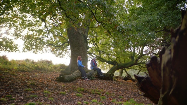 Video Reference: Plant, People in nature, Tree, Branch, Wood, Natural landscape, Trunk, Twig, Shade, Grass