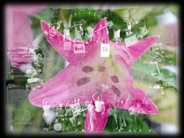 Video Reference: Plant, Flower, Insect, Purple, Pollinator, Organism, Petal, Terrestrial plant, Pink, Window