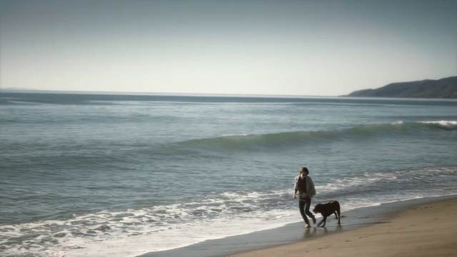 Video Reference: Water, Sky, Dog, Beach, Cloud, People on beach, Coastal and oceanic landforms, Carnivore, Horizon, Dog breed