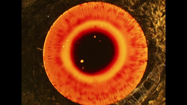 Video Reference: Eyelash, Iris, Red, Gas, Heat, Nerve, Circle, Astronomical object, Close-up, Art