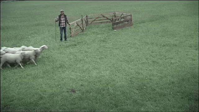 Video Reference: Vertebrate, Green, Grass, Mammal, Working animal, Sheep, Dog breed, Goat, Shepherd, Grassland