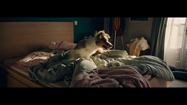 Video Reference: Comfort, Carnivore, Curtain, Bed, Felidae, Companion dog, Flash photography, Linens, Bedding, Event