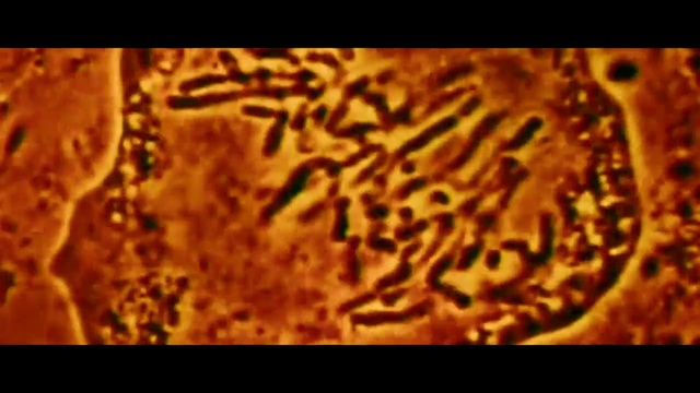 Video Reference: Organism, Felidae, Font, Terrestrial animal, Terrestrial plant, Pattern, Close-up, Art, Fur, Big cats