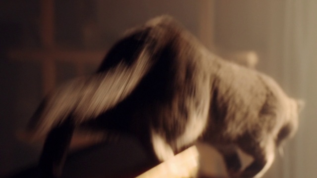 Video Reference: Felidae, Plant, Carnivore, Small to medium-sized cats, Dog breed, Fawn, Wood, Whiskers, Eyelash, Snout