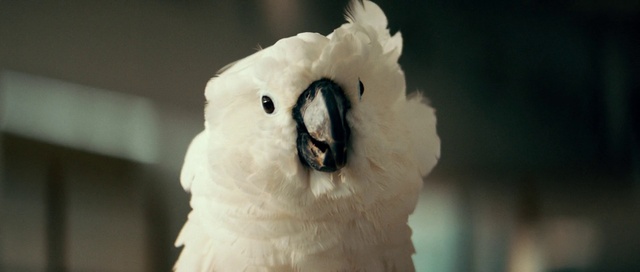 Video Reference: Bird, Owl, Sulphur-crested cockatoo, Cockatoo, Beak, Feather, Wing, Parrot, Event, Fur