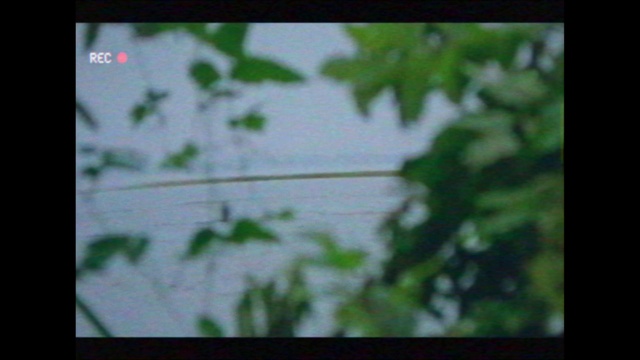 Video Reference: Plant, Sky, Rectangle, Terrestrial plant, Tree, Grass, Woody plant, Twig, Font, Electronic device
