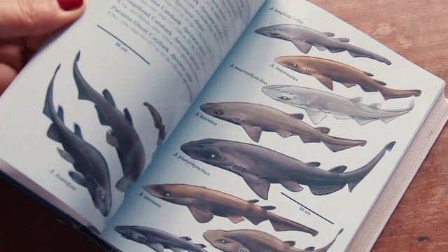 Video Reference: Fin, Mammal, Publication, Fish, Finger, Book, Font, Art, Marine biology, Illustration