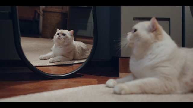 Video Reference: Cat, Vertebrate, White, Light, Window, Felidae, Carnivore, Small to medium-sized cats, Mammal, Whiskers