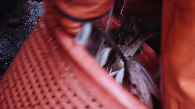 Video Reference: Automotive lighting, Textile, Wood, Pattern, Magenta, Metal, Close-up, Auto part, Carmine, Audio equipment