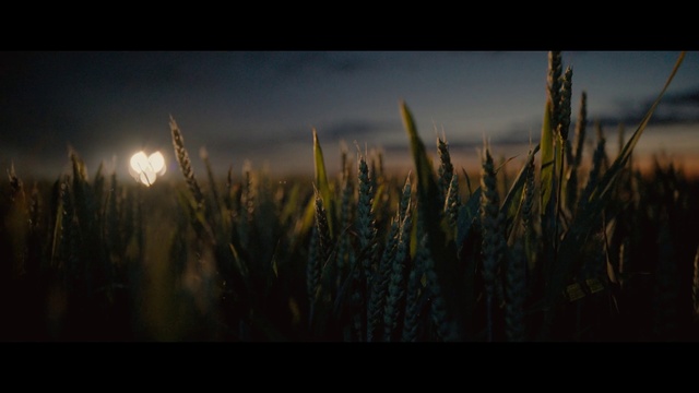 Video Reference: Sky, Atmosphere, Cloud, Natural landscape, Plant, Grass, Sunset, Terrestrial plant, Dusk, Agriculture