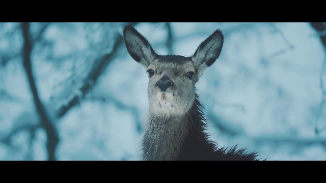 Video Reference: Natural environment, Plant, Organism, Whiskers, Fawn, Adaptation, Terrestrial animal, Snout, Electric blue, Winter