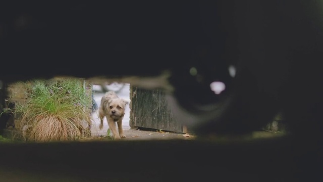 Video Reference: Dog, Carnivore, Dog breed, Grass, Flash photography, Toy dog, Companion dog, Window, Snout, Terrier