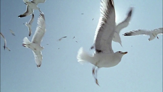 Video Reference: Bird, Sky, Daytime, White, Nature, Organism, Beak, Lari, Feather, Gull