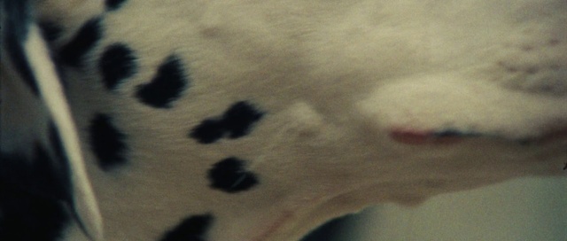 Video Reference: Snout, Terrestrial animal, Whiskers, Fur, Pattern, Paw, Felidae, Cat, Eyelash, Shadow