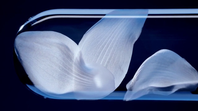 Video Reference: Azure, Petal, Electric blue, Rectangle, Liquid, Transparent material, Human leg, Art, Plastic, Shadow