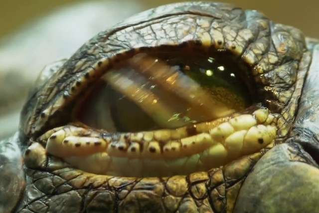 Video Reference: Snake, Jaw, Reptile, Scaled reptile, Terrestrial animal, Close-up, Macro photography, Wildlife, Elapidae, Colubridae