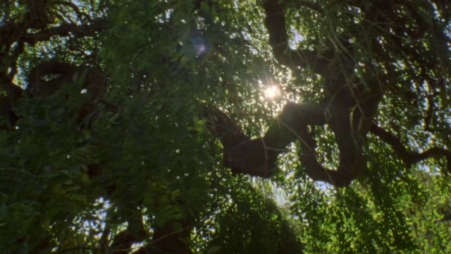 Video Reference: People in nature, Terrestrial plant, Trunk, Natural landscape, Twig, Wood, Tree, Plant, Lens flare, Tints and shades