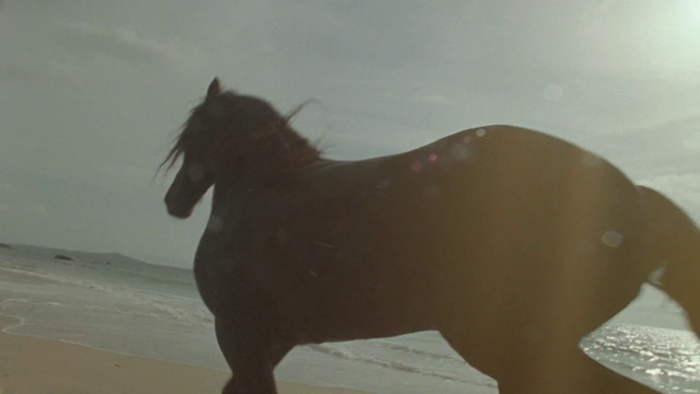 Video Reference: Horse, Sky, Liver, Terrestrial animal, Beach, Mane, Snout, Landscape, Liquid, Art