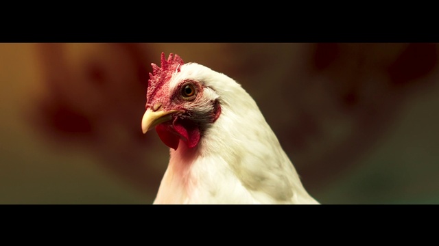 Video Reference: Head, Bird, Phasianidae, Chicken, Comb, Beak, Galliformes, Feather, Rooster, Poultry
