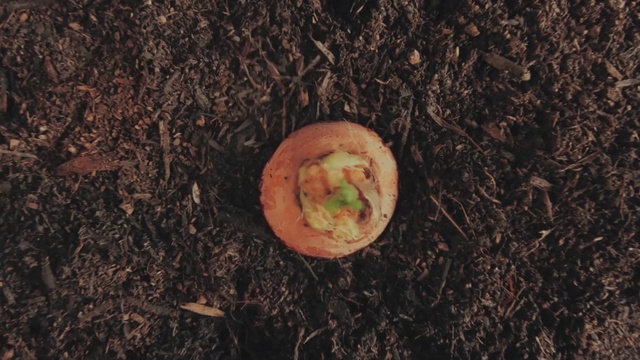 Video Reference: Food, Ingredient, Wood, Recipe, Cuisine, Mixture, Plant, Grass, Dish, Superfood