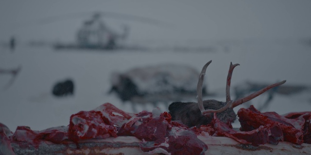 Video Reference: Plant, Freezing, Ingredient, Twig, Petal, Winter, Food, Tree, Art, Rock
