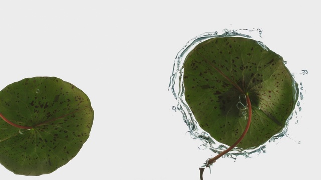 Video Reference: Terrestrial plant, Organism, Plant, Slope, Flowering plant, Rectangle, Art, Circle, Symmetry, Pattern