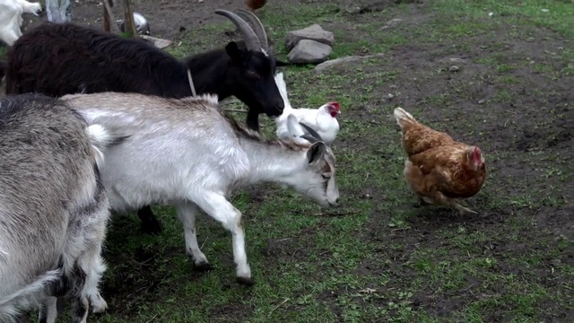 Video Reference: Vertebrate, Mammal, Bird, Goat, Grass, Goat-antelope, Plant, Terrestrial animal, Snout, Livestock